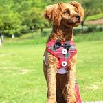 Elegante Bow Dog Coleiras Gravata Tração Corda Natal Pet Harness para Small Medium Dogs Cat Chest Strap Dog Acessórios Presentes