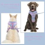 Não Pull Dog Harness e Leash Set, cinta no peito ajustável, Collar, personalizado, médio, pequeno