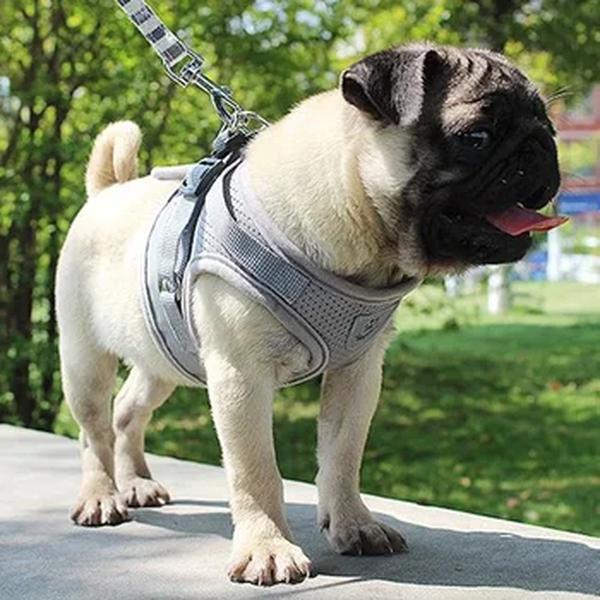 Ajustável Mesh Vest Harness com corda de tração, Dog Harness Collar, Peito Strap, XS, S, M, L, XL